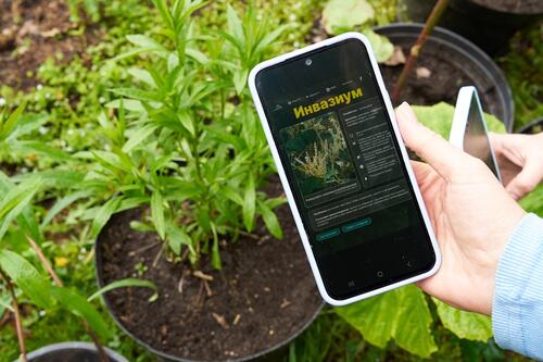 Стартовал проект научного волонтерства «Инвазиум. Как быстро бегают зеленые пришельцы?»