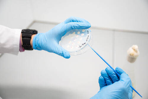 В НИТУ МИСИС разработали инновационный гель для борьбы с кариесом